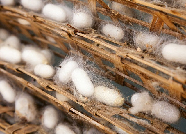 Silk: More Than Just a Fabric